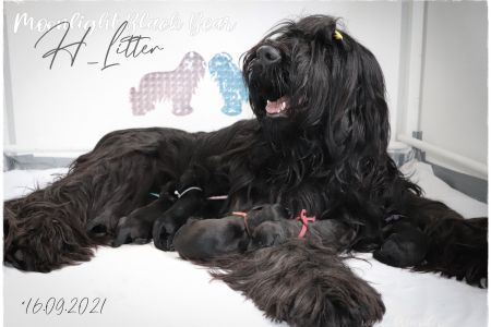 briard_welcome_h-litter900D22B1-0193-BDAD-AE36-FF892210AC8B.jpg