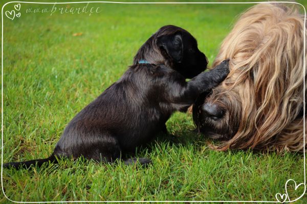 briard_img_186799DABABA-67D7-29B8-5C2E-67E62FCD5A10.jpg