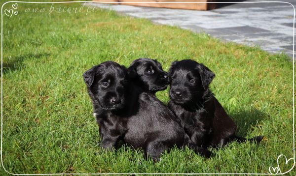 briard_img_19188145C9DB-14FE-C677-BD64-30A1FC8A38A8.jpg