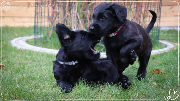 briard_img_321520E8FA51-324D-8AEC-EE67-A7B2E967E972.jpg