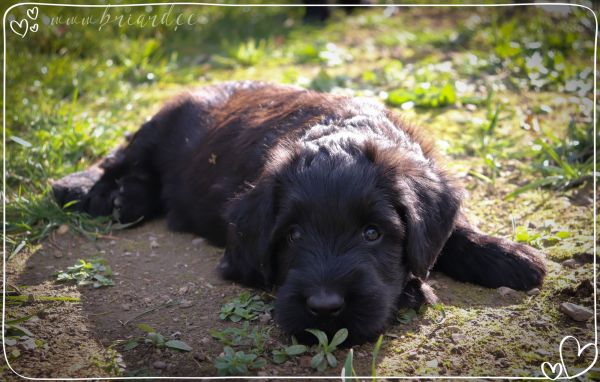 briard_img_32484DDE5AB7-8A46-964B-F8BE-6172606F3A77.jpg