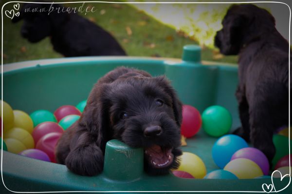 briard_img_3273D53468CF-9E0A-2FA1-4063-E9745C975EEC.jpg