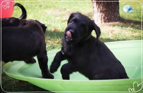 briard_img_32906AC8E430-8901-D38C-06B5-52BD4F88F817.jpg