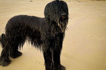 briard_pepper_1jahrADAEC201-B151-B4B1-B44C-C4B1C06C6BCA.jpg