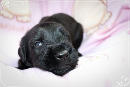 briard_img_1337-27F7B2F9F-9CBB-2C0F-D455-81EC5AF4BB4F.jpg