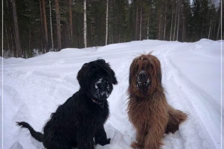 briard_herman_2022-03-29-270639FD8-B4E6-CF58-8520-AF79C05E4F3A.jpg