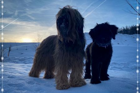 briard_img_43146B0F017A-B705-2CCB-98C4-2B3B3E5D6CDF.jpg