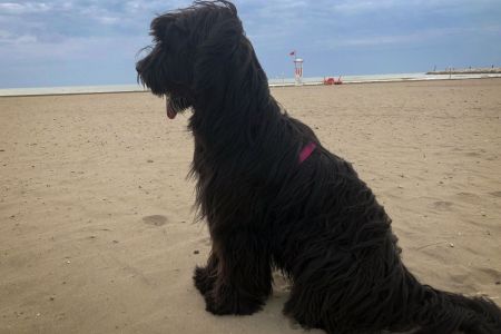 briard_happy_1jahr-27444B52B-3623-6744-736C-9FF65C818873.jpg