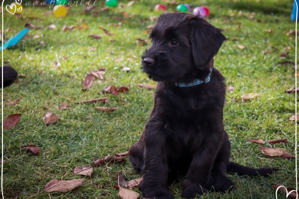 briard_img_342326492CF9-DFDC-E3EF-4A7F-C08DDDB23DB1.jpg