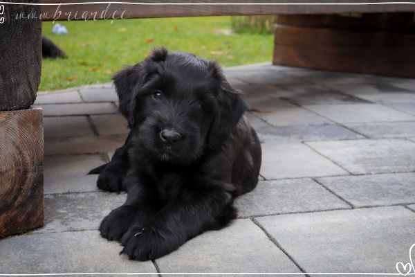 briard_img_343225B84995-1176-1526-898E-7EB7B1741934.jpg