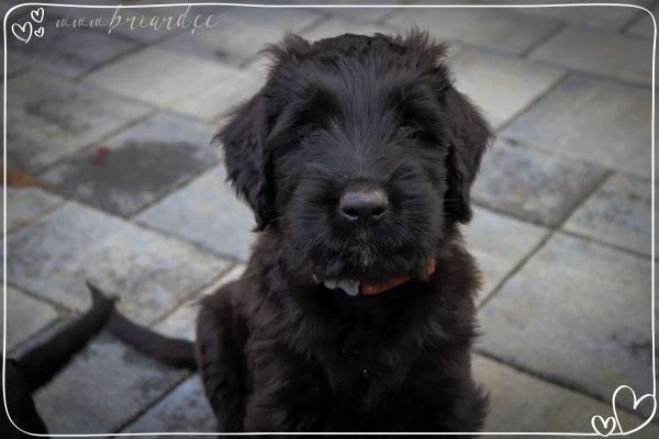 briard_img_34825E7804B7-4AF5-6D36-79F1-CF44504E0780.jpg