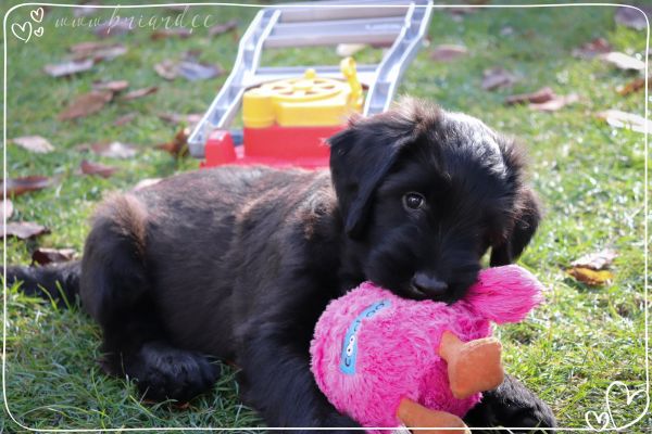 briard_img_3757791B12BF-D863-C1B4-9938-61C0C278A56D.jpg