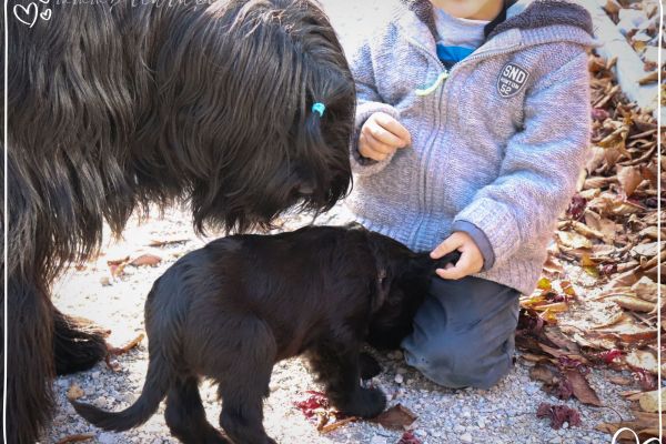 briard_img_38369E78F496-68DD-C000-6DB3-E207421350C7.jpg