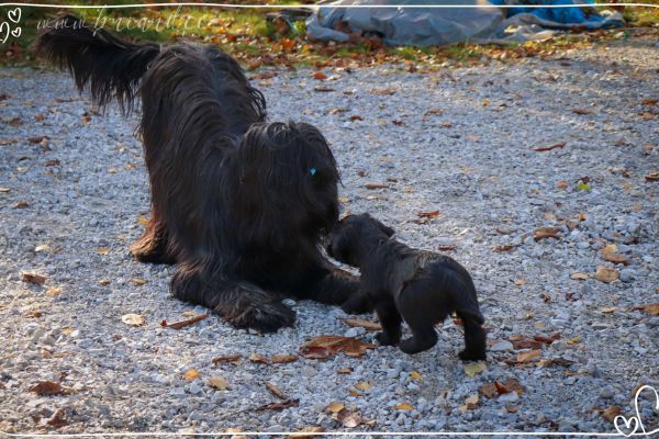 briard_img_3838F06541BA-1A71-1575-D8F8-280BFB58B682.jpg