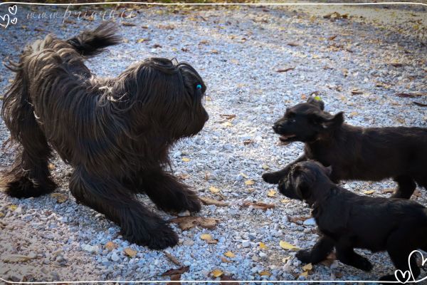 briard_img_38414D1A4A3F-6908-2F98-EE79-A05C5A631EEC.jpg