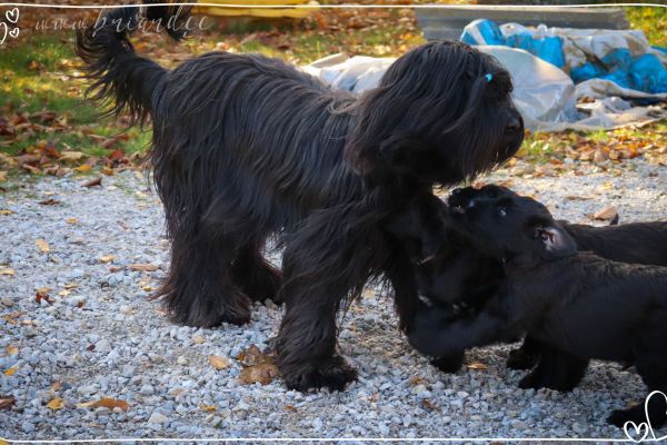 briard_img_3851CC376895-E025-F256-0014-B006ADC72394.jpg