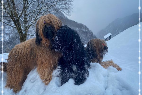 briard_img_34917375FA72-9035-9032-95B5-205ED33C5B78.jpg