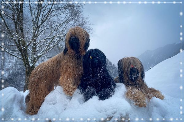 briard_img_3503B6F4BC12-435B-0467-382D-5B34C65CA99E.jpg