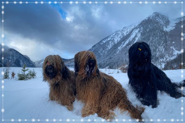 briard_img_3538F9E9D8CF-90DA-A5DB-747A-E1F15C49A065.jpg