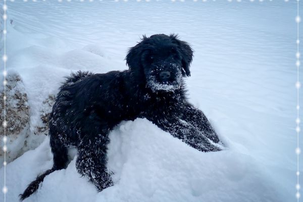 briard_img_3740D9775FD8-AA0B-A6C5-00F1-0CAA5BA041EA.jpg