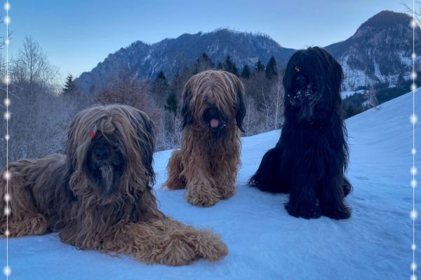 briard_img_4140490BC4E3-29A7-2193-139E-E2E4E4A229E3.jpg