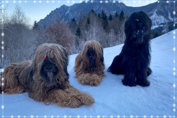 briard_img_4148448CDA4E-7198-8C21-973B-1BCDDA1CD5FE.jpg