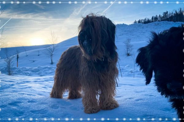 briard_img_43035796758B-0E6F-7D23-D17F-53805E6535F0.jpg