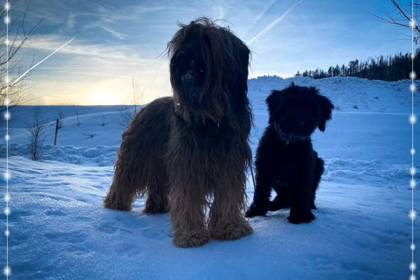 briard_img_43124D7C44B3-250A-F0B4-7BED-63950B1F67D4.jpg