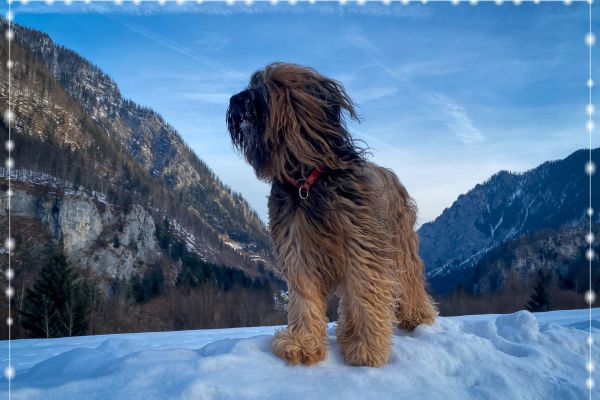 briard_img_434636A70E45-0897-6AF7-216F-8A689E8FB2AF.jpg