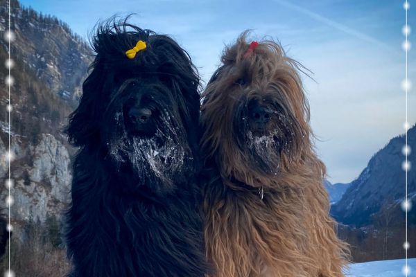 briard_img_43679B0DF804-0610-6E59-900D-38D576D72EB6.jpg