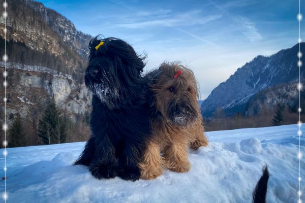 briard_img_437036A897CB-8FB5-F4F6-7169-CC7772F8C4AD.jpg