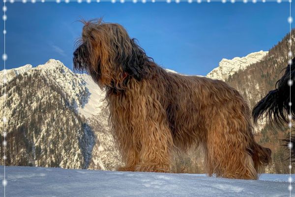 briard_img_44316C538181-8958-8963-4573-5F4A3FE70742.jpg