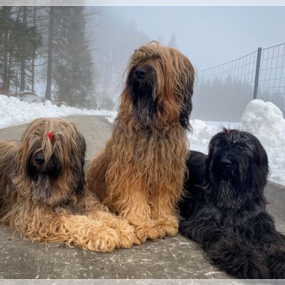 briard_img_52953FA4BC13-2767-85FA-BB79-6ADE283289CA.jpg