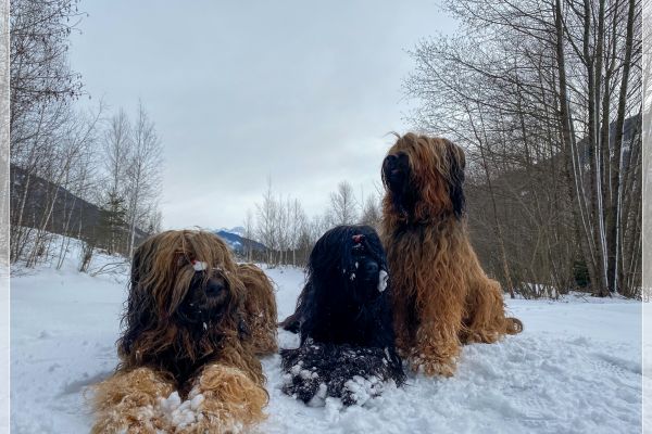 briard_img_5427539B203E-A97C-724A-A6B6-7625B0E43F53.jpg