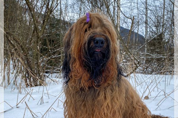 briard_img_54446F6DF04F-F22B-E6B5-75AD-7CF652DDA228.jpg