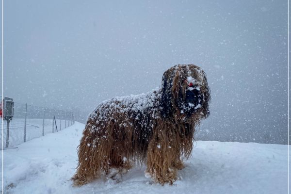 briard_img_6065-2DDB6C432-A317-8207-506B-76A50D58A8F4.jpg