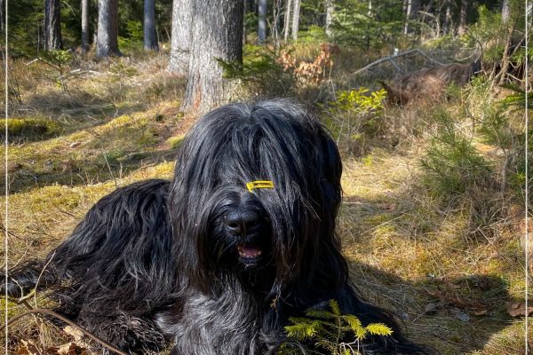 briard_img_6093A268F2A7-3ACF-1AF6-2F95-950AC062DE46.jpg