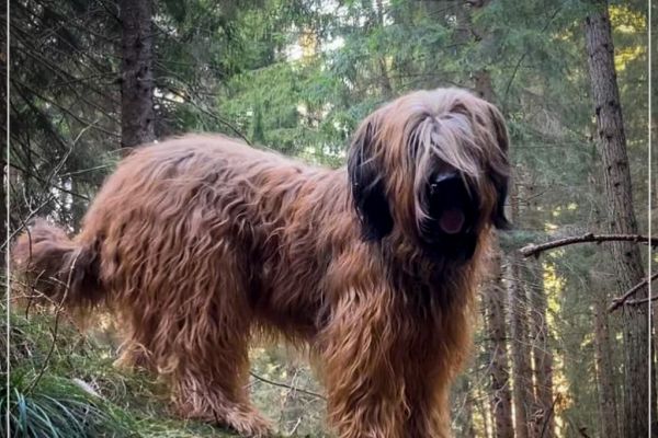 briard_4dc18b29-49c0-411e-9cce-c842fe355ede-2AD7C24C1-5660-E307-7FDA-E660C25C0BB4.jpg