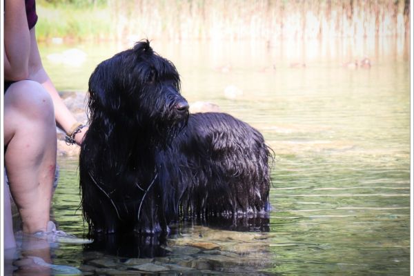 briard_img_45075B32ECF5-D494-AC96-E638-9BA0F2E46FED.jpg