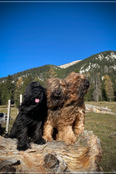 briard_img_111481544A9C-359C-D716-3652-1A3D81EF51C6.jpg