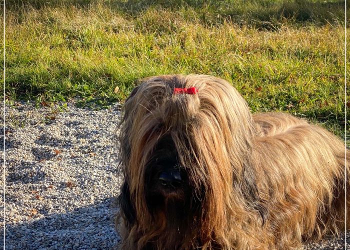 briard_img_07385E1B2E54-9645-6D6B-1C09-5FD71BEC1387.jpg