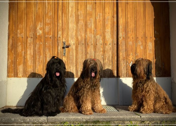 briard_img_08003A772C9B-326C-3132-2C0F-B5F4FA891906.jpg