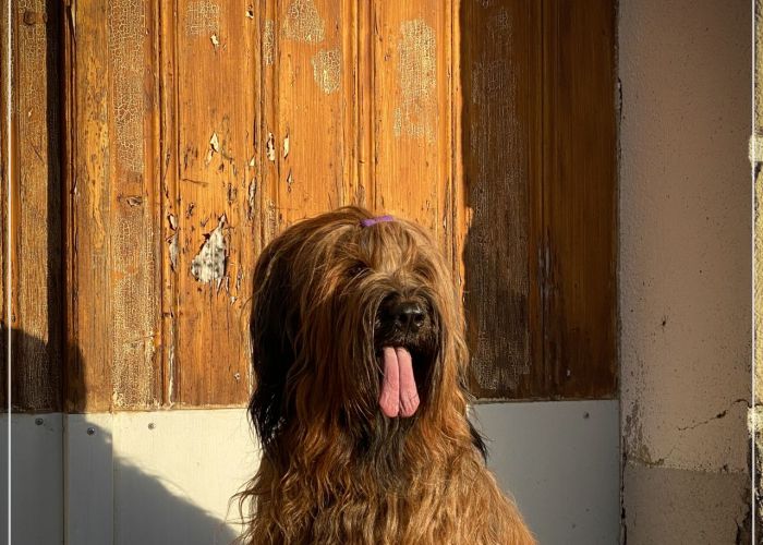 briard_img_08055A636DC2-72B3-345C-5EA8-48EAFFDF50C9.jpg