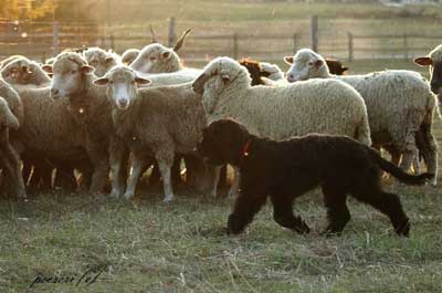 James Bond Dalido herding01_JPG.jpg