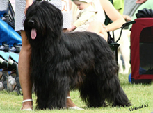 Ch. Sél. Black Megie Gasaron