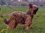 Sel. Elite A Olga Blonde de la Tour St Genin