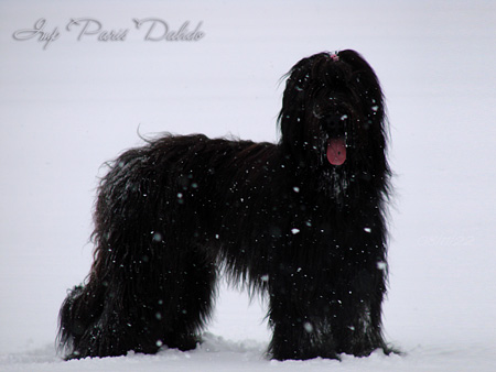 Imp PARIS Dalido - Briard noir