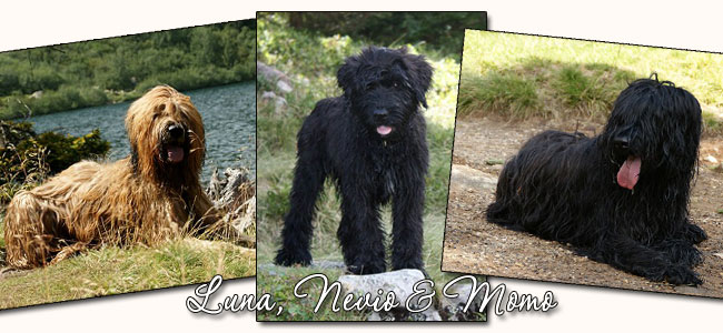 Briardausflug mit Luna, Nevio & Momo