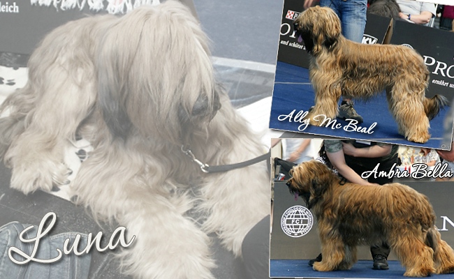 Briards - CACIB Klagenfurt 2009