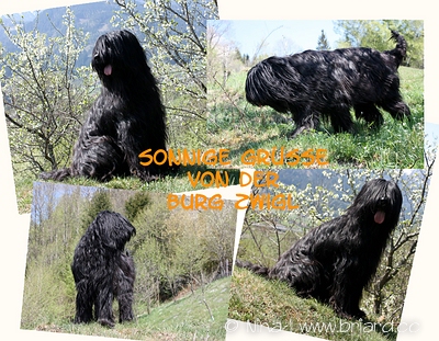 Lisseta MOMO Boramo Sole
